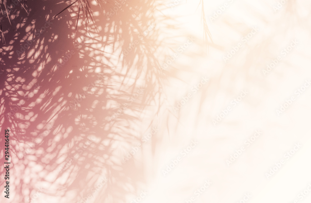 Obraz premium Palm leaves Abstract shadow background on white concrete wall texture, colorful