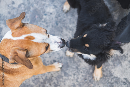 Photography Dogs sniffing each other, acquaintance, socialization and behaviour issues with pets