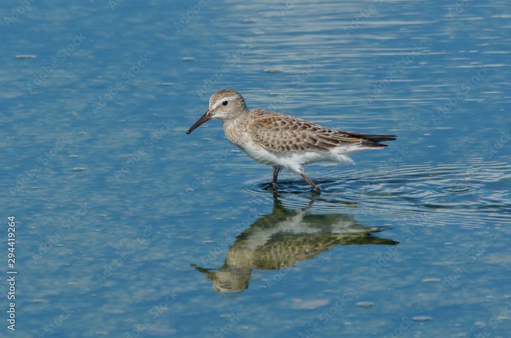 White-rumped Sandpiper and it's reflection. Reflection in the water White-rumped Sandpiper and it's reflection. Reflection in the water