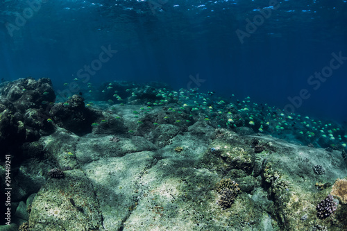 Underwater scene with school of fish over stones bottom. Tropical blue sea