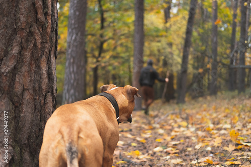 Dog looks at a person walking away in the forest. Concept of pursuit, leaving a pet in the woods or hiking with a dog: staffordshire terrier dog watches back of a human going away