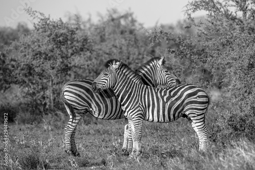 Two Common Zebra grooming in black and white