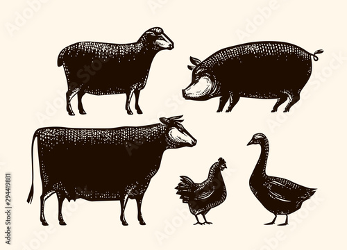 Farm animals sketch. Farming, vintage vector illustration