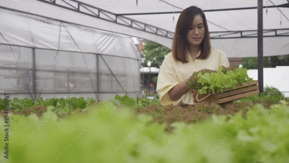 Women choosing vegetable salad on the organic farm. Women choosing vegetable salad on the organic farm.