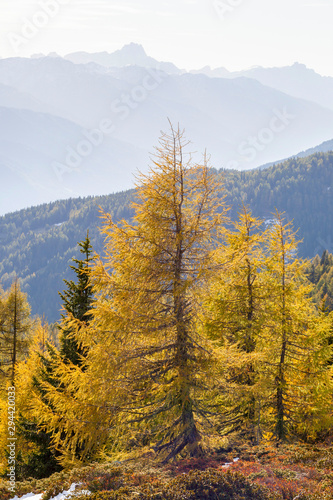 Larch trees in autumn colors