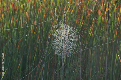 spider web with water drops