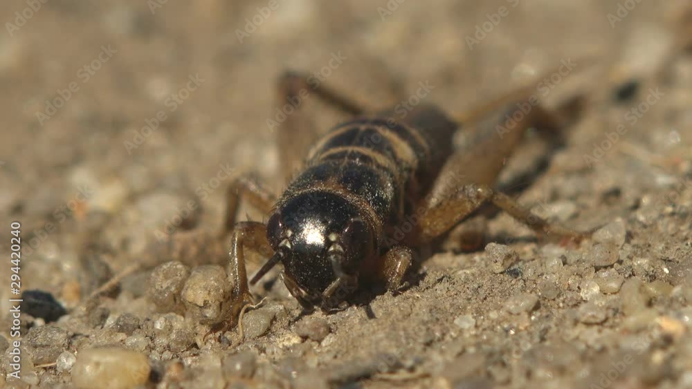 Macro view insect Gryllinae, or field cricket, sitting on the ground Macro view insect Gryllinae, or field cricket, sitting on the ground