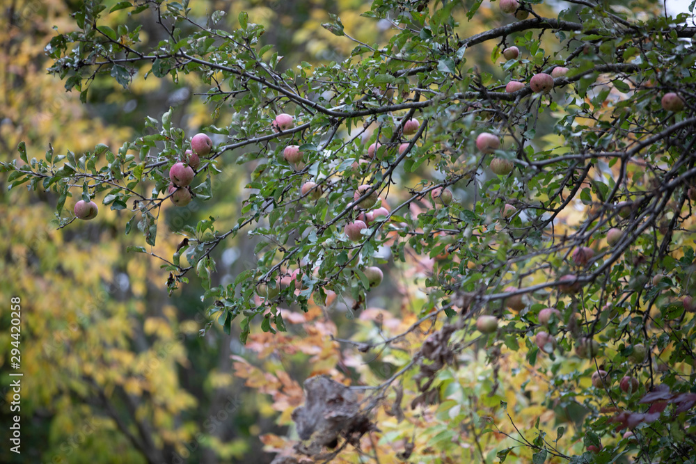 Fototapeta premium apples in a tree