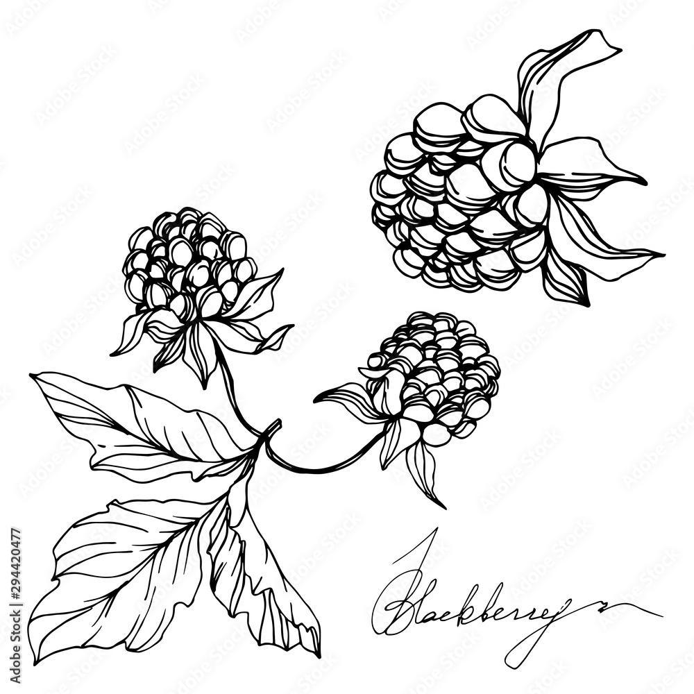Vector Blackberry healthy food. Black and white engraved ink art. Isolated berry illustration element. Vector Blackberry healthy food. Black and white engraved ink art. Isolated berry illustration element.