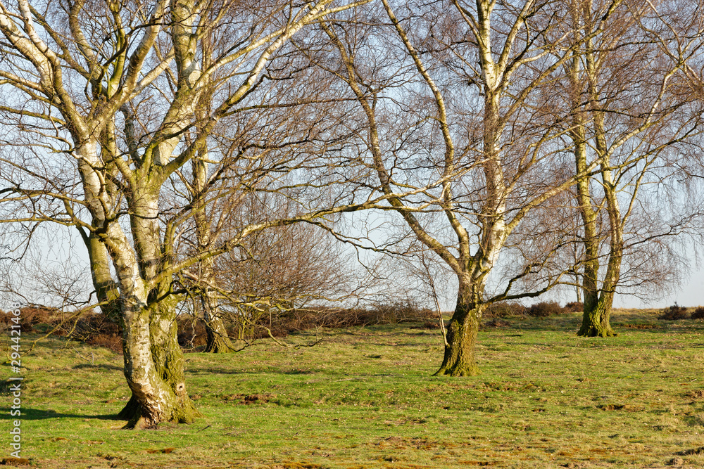 Sandbirken ohne Laub