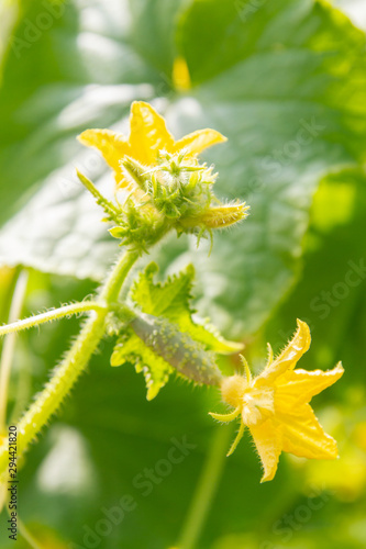 Cucumber embryo with a yellow flower on a branch © Viktoriya09