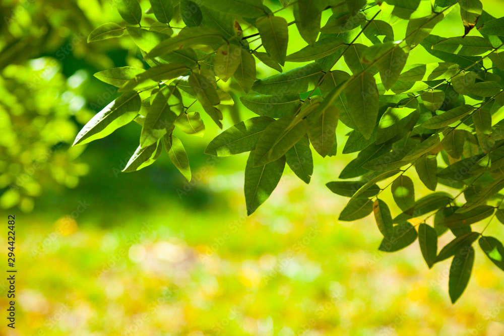 Green leaves close-up. Green leaves close-up.