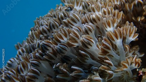 Pulsating soft coral (Xeniidae) dances with ocean current while its tentacles opens and closes to feed on planktons and algae. Moalboal, Cebu, Philippines photo