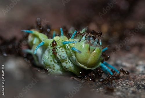 Ants feeding on Atlas moth caterpillar seen at Goa  India