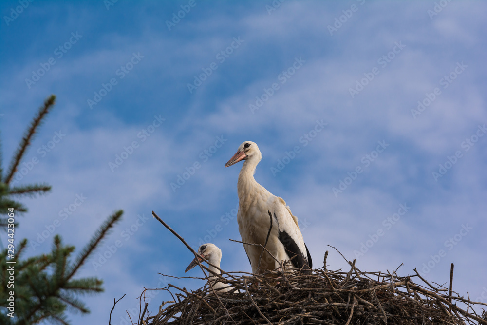 Fototapeta premium Weissstörche im Nest