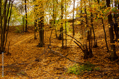 Beautiful autumn landscape. Autumn gradient of flowers. Colorful foliage on the trees.