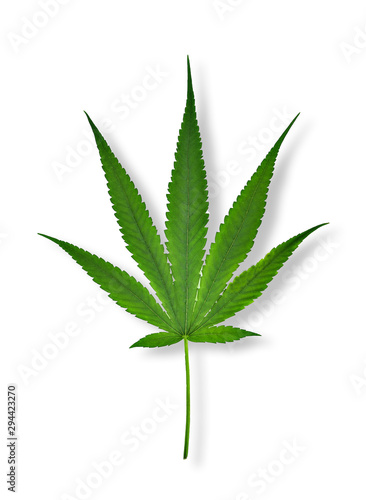 green cannabis leaf on white background vector