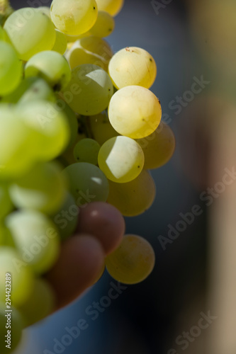  Image of the collection of wine grapes in Galicia