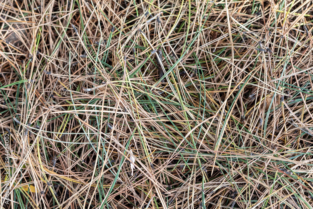 Background Created From Dry Pine Needles Background Created From Dry Pine Needles