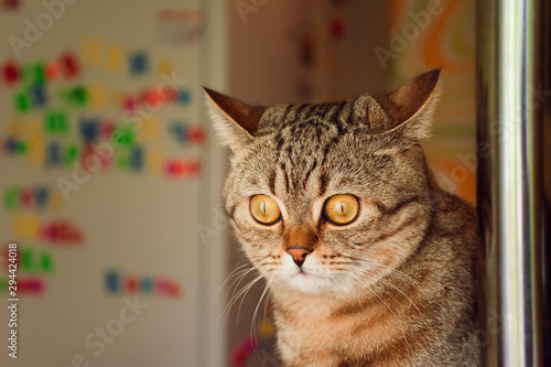Purebred domestic cat. Scottish Straight breed. The cat has big yellow eyes.