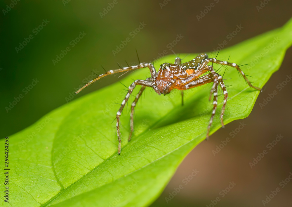 Lynx Spider seen at Thane,Maharashtra,India Lynx Spider seen at Thane,Maharashtra,India