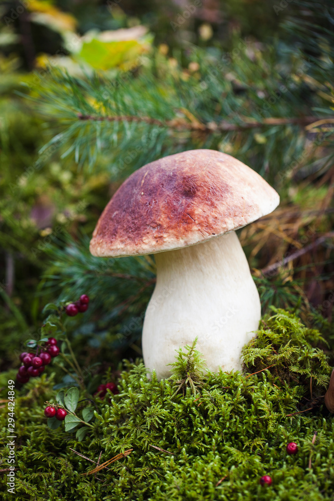 Wild raw boletus mushroom in Latvian forest Wild raw boletus mushroom in Latvian forest