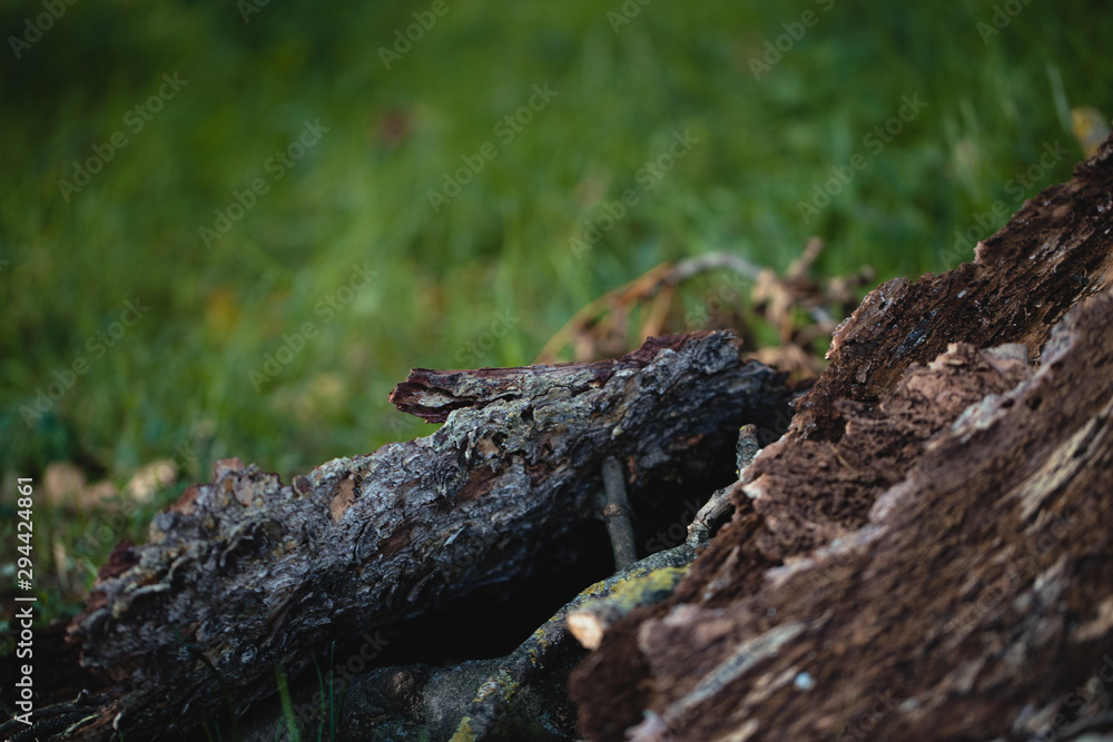 wood in grass wood in grass