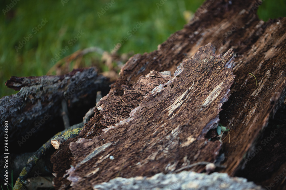wood in grass wood in grass