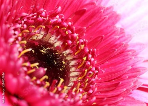 Obraz na plátně fleurs macro