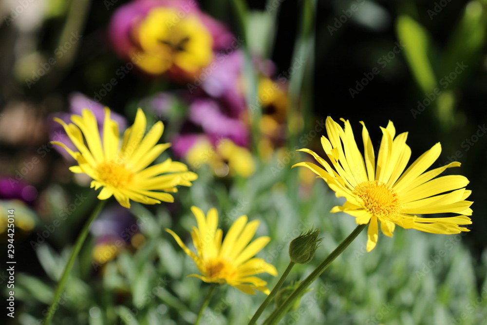 Obraz premium fleurs macro