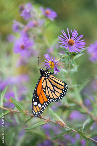 Monarch Butterfly Drinking from Flower