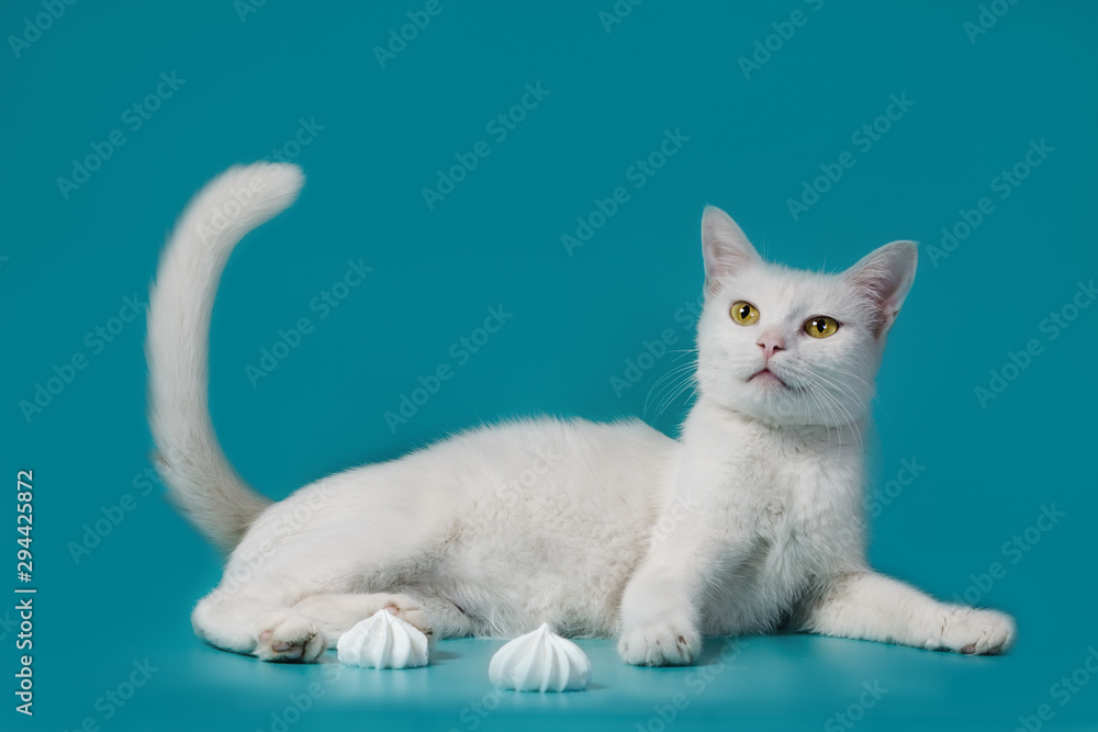 white contented cat lies on a turquoise background next to meringues