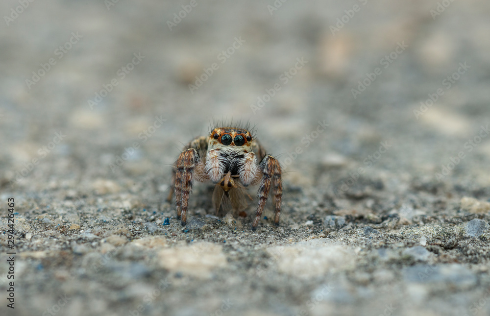 Jumping Spider seen at Dehradun,Uttarakhand,India Jumping Spider seen at Dehradun,Uttarakhand,India