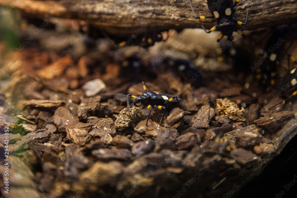 escarabajo amarillo y negro