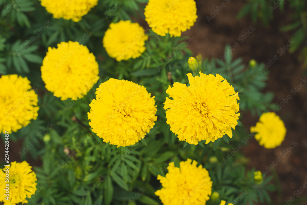 A large, bright, beautiful yellow glowing glue A large, bright, beautiful yellow glowing glue