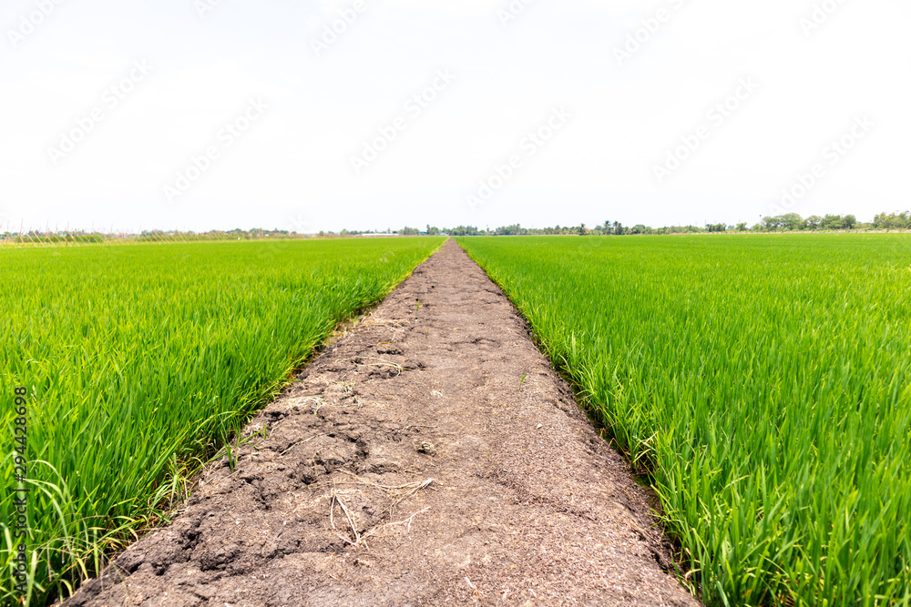 Rice field green grass surrounding crack dry soil with sky landscape  background. feel relax and calm Concept. Copyspace and background. Stock  Photo | Adobe Stock