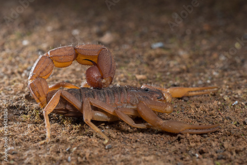Red Scorpion seen at Thane,Maharashtra,India