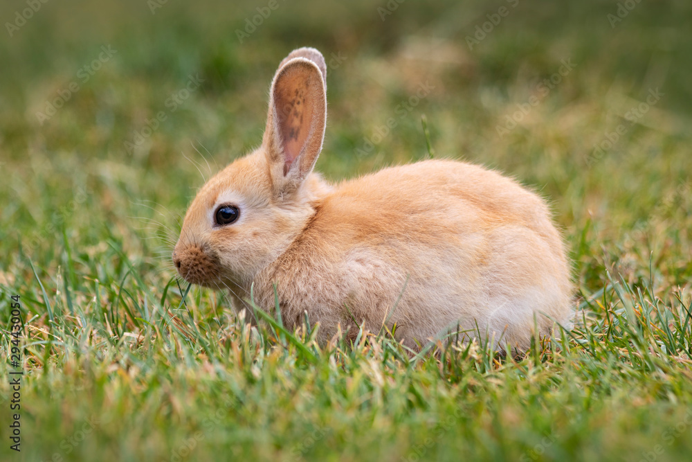 Young orange rabbit eating in fresh green grass Young orange rabbit eating in fresh green grass
