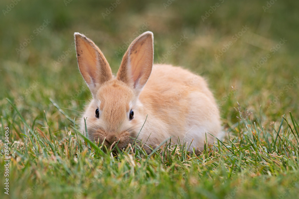 Fototapeta premium Small Easter bunny in warm sunshine in the garden hidden in high grass