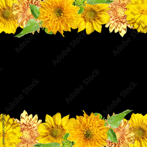 Beautiful floral background of chrysanthemums  rudbeckia and sunflower. Isolated
