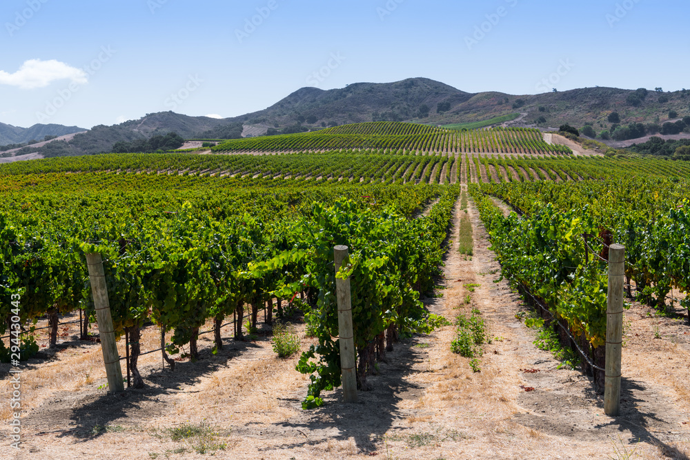 Rows of grapevines curve over hills into perspective