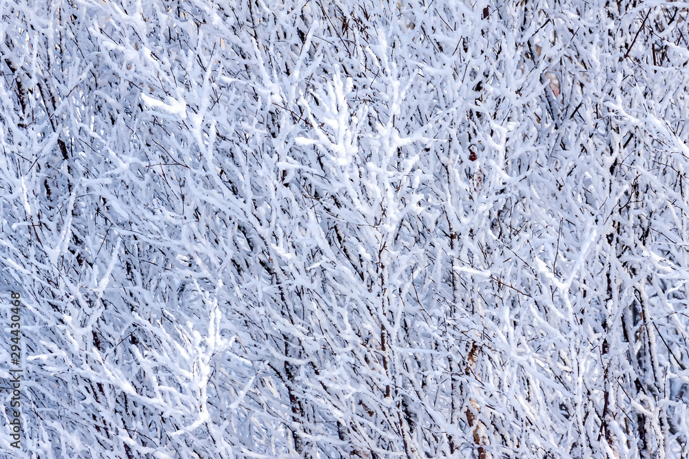 Fototapeta premium Background of snowy branches