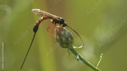 Agathidinae is subfamily of braconid parasitoid wasps,  sitting on flower bud among wild meadow photo