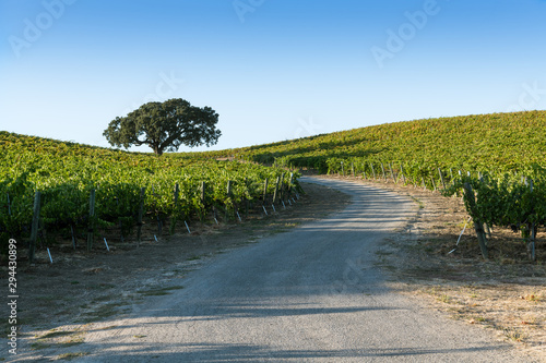 A dirt road curves through rows of grapevines toward a oak tree between two hills