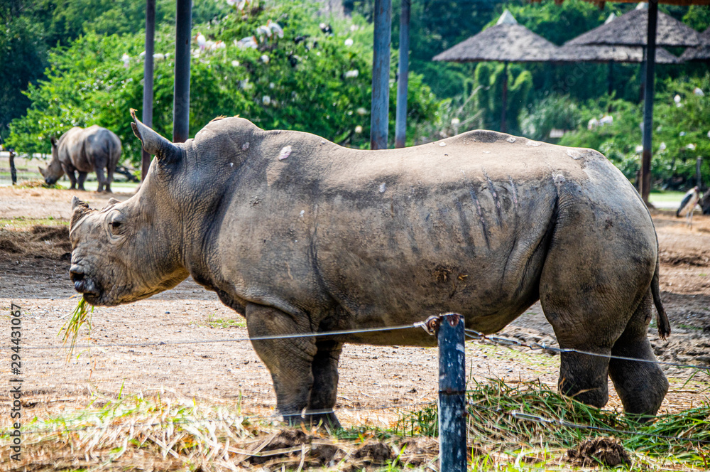 Obraz premium a lonely rhino, but it´s not alone