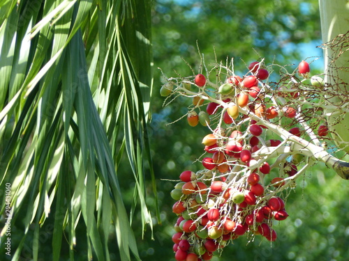 Baies tropicales rouges et branche de palmier - Adonidia merrillii - palmier de Noël photo