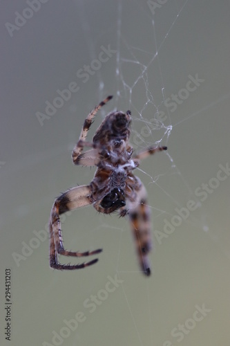 spinning webs photo