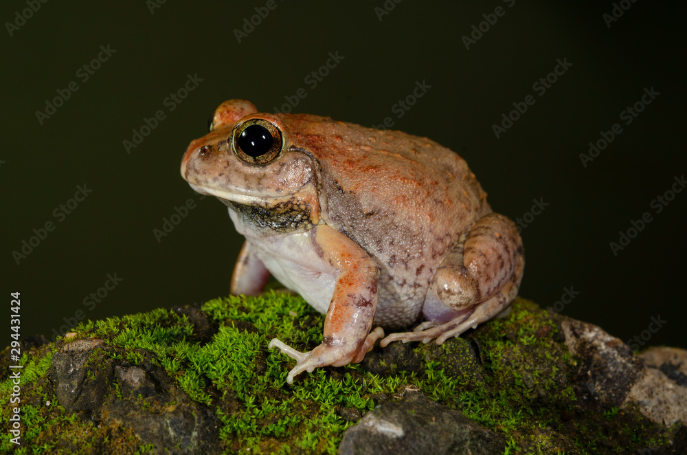 Obraz premium Burrowing Frog seen at Thane,Maharashtra,India