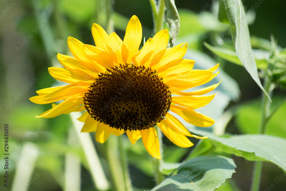 Fototapeta premium flowers