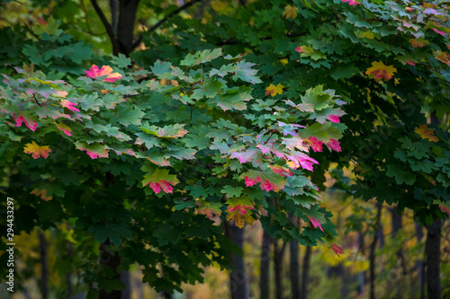 Autumn colorful leaves lush maple, beginning to blush. The change of seasons, falling leaves. European autumn.